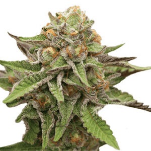 Buy Dwarf Low Flyer Online Buy Dwarf Low Flyer Online