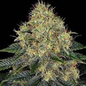 Buy Skywalker OG Online
