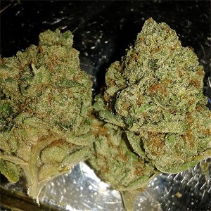 Buy Zeus OG Online